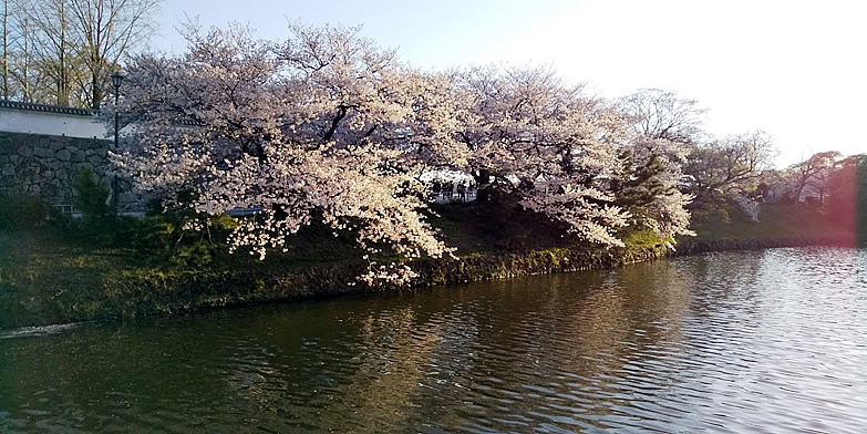 桜の木